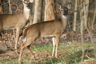 Two Michigan Counties Log Their First Chronic Wasting Disease Detections in Farmed Deer Ahead of Hunting Season