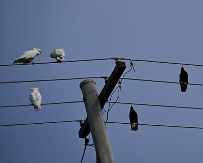 A new energy scheme gives Australians three hours of free power a day – but there could be an expensive catch