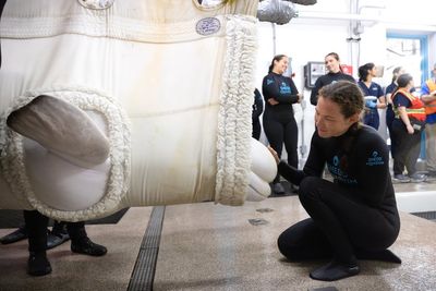 Beluga whale dies suddenly after being rescued from closed Canadian park
