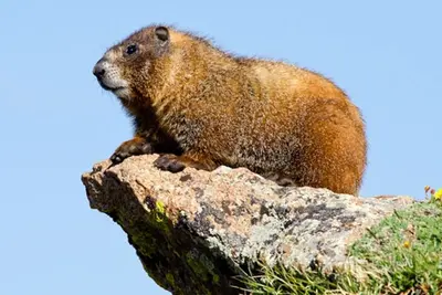 Stolen shoes, sabotaged cars and licked faces: How marmots are causing havoc for hikers in America’s West