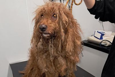 Couple banned from owning animals after cockapoos’ fur left to mat for months