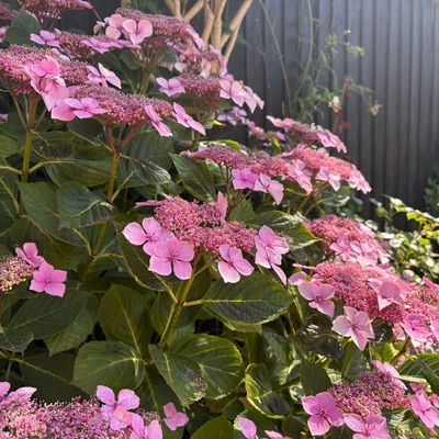 Complete this hydrangea task before August ends to bag yourself free plants – experts say it’s best done before the bank holiday