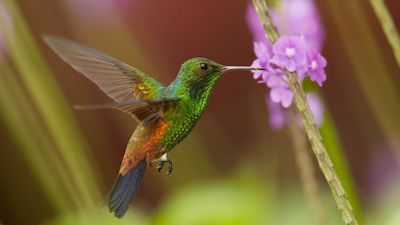 The reason hummingbirds return to your yard — and how to keep them coming back