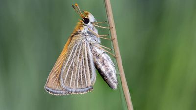 In 2022, researchers found just nine Poweshiek skipperlings in the US; three years later, more than 1,300 were released, and hundreds are now being seen at recovery sites