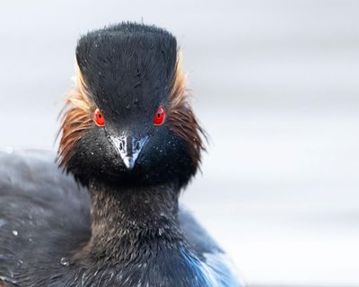 ‘Nature thrives when given a chance’: restored Cheshire wetland now a haven for rare grebe