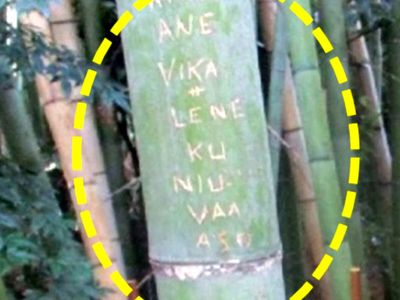 For years, tourists carved names, messages on bamboo stalks at Kyoto’s Arashiyama grove. Years later, about 350 damaged plants near the path have been cut and moved away to protect the forest