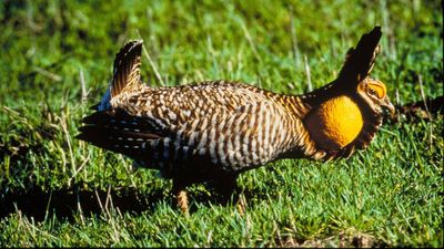 In 1965, two Texas ranch families helped preserve 3,500 prairie acres for a vanishing bird; the effort grew into a refuge protecting more than 11,000 acres