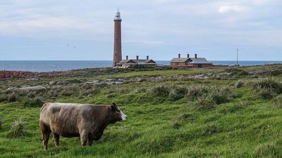 In 1999, a caretaker moved to an Australian island with a major little penguin colony; he spent 25 years maintaining its lighthouse and environment