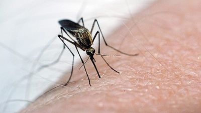 West Nile virus hits Seville: 89-year-old man dies, second death this season