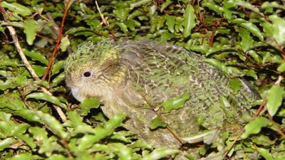 In 2016, a New Zealand ranger became the only human living on a predator-free island; he stayed to guard the last refuge of the world’s heaviest parrot