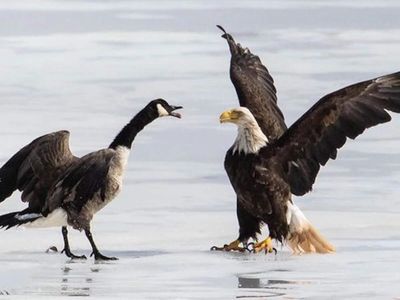Goa-born Canadian's photos reveal the full story after Trump’s eagle-goose post backfires