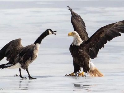 American eagle vs Canadian goose: How White House tried to portray US power over Canada, but original footage by a Goan photographer told another story