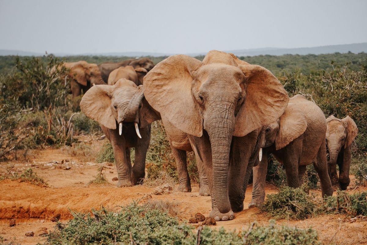 did-elephants-rescue-humans-trapped-in-a-raging-river