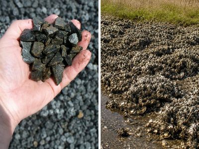 In 2024, researchers tested crushed waste concrete as a base for Chesapeake oyster reefs; oyster spat grew and survived with no detectable hydrocarbon leaching