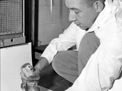 In 1958, the US launched Gordo the squirrel monkey 300 miles above Earth; he endured 8.3 minutes of weightlessness and 40 g during re-entry, but died after his capsule sank at sea