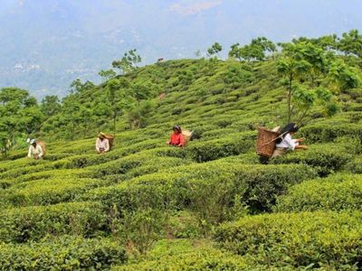 North Indian tea industry faces crisis as auction prices drop 17% amid production challenges