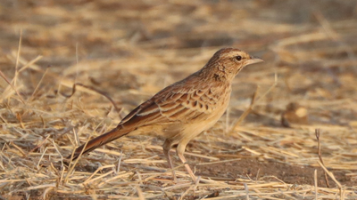 In 1931, scientists last documented this mysterious lark; 95 years later, birders photographed one alive in Chad