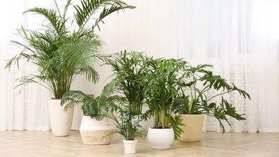The One Houseplant That Makes a Room Feel Cooler in Late Summer – and Doubles as a Statement Piece