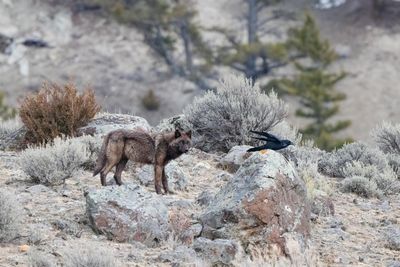 Trump rollback of US forest protections could accelerate extinction of 400 endangered species