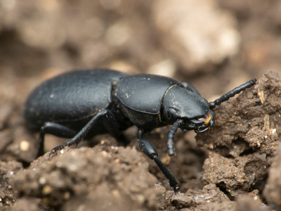 In 1997, NASA sent 64 desert beetles to Russia’s Mir space station with tiny wheels tracking their every movement; their movements helped scientists understand how light regulates biological clocks in microgravity