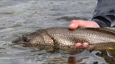 In 1998, New York listed Keuka Lake as impaired after DDT contamination. 16 years later, fish-tissue data led officials to remove the lake from the impaired waters list