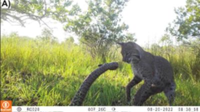 Camera trap captures epic battle between bobcat and rattlesnake