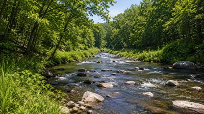 In 2016, NYSDEC and partners removed Shapp Pond Dam after 50 years of blocking migratory fish. 4 years later, restored habitat showed significant gains in stream health and wildlife