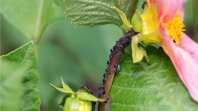 Aphids Were Devouring My Dahlias Until This Chemical-Free Trick Got Rid of Them in Seconds – and No, I Didn't Use a Garden Hose