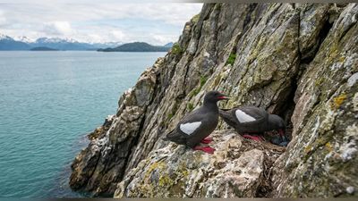 In 2012, Alaska counted 58 pigeon guillemots on Naked Island as mink threatened nests. 11 years later following restoration, their numbers had jumped nearly 400%, reaching 288 birds in 2023