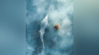 "People keep asking me if it's AI. That's not an insult though, because it just doesn't seem real": photographer captures threatened species that wins Australia's most prestigious nature photo competition – but his drone almost died out on the ocean