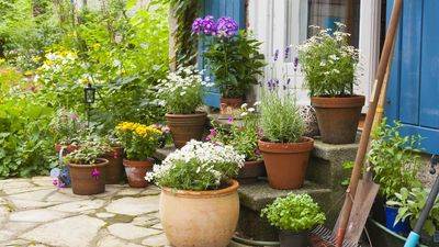 Keep Your Containers Blooming Into Fall – This Natural Fertilizer Gives Plants a Late-Season Boost