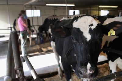 Federal Bird Flu Trackers Went Nearly a Month Without Updates Before New Dairy and Poultry Detections Appeared