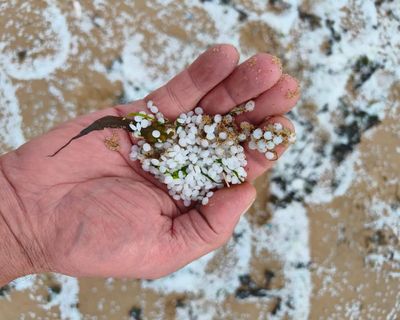 Country diary: We’re going on a nurdle hunt