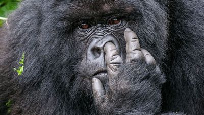 That gorilla’s picking his nose! Immersive exhibit to showcase Nikon Comedy Wildlife Awards’ most guffaw-inducing photography gaffes