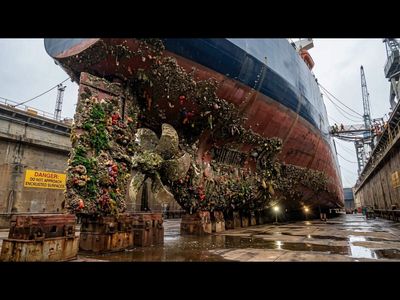 Ecological cost of US-Iran war: Scientists warn ships stranded for months in the Strait of Hormuz could now carry invasive species, posing an ‘immense international biosecurity threat’