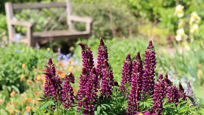 7 Beautiful Flowers You Can Sow in September – to Fill Your Garden With Color Next Year
