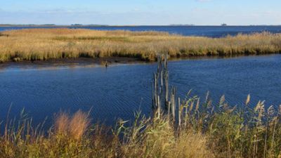 In 1954, aviation pioneer Glenn L. Martin donated over 2,500 acres of his Chesapeake Bay hunting preserve; today the refuge spans 4,548 acres and protects migratory birds