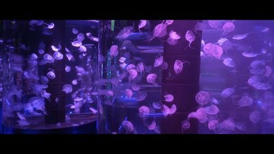 A Florida couple turned a former bank into America’s first jellyfish museum with 21 tanks and around 20 species