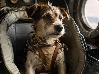 In 1951, Soviet space dog Bobik escaped before launch; scientists found a stray near the canteen, named her ZIB, and sent her 100 km up before a safe return