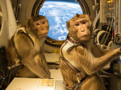 In 1952, Patricia and Mike rode an Aerobee 36 miles up at 2,000 mph; both monkeys returned safely after scientists compared seated and prone acceleration effects