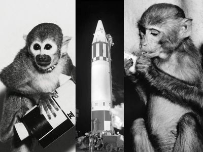 In 1959, Able and Baker survived a 300-mile Jupiter rocket flight; Able died during surgery four days later, while Baker lived to 27