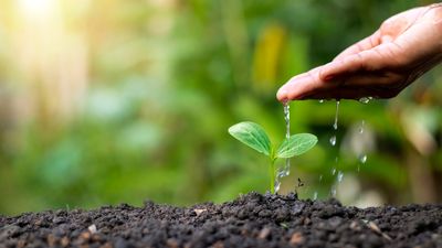Understanding Native Plants That May Lower Watering Needs Over Time