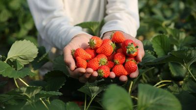 In 2024, a 192,560 sq ft industrial project won approval on 22 acres beside New Jersey’s Monmouth battlefield; two years later the state paid $15 million to preserve the former strawberry farm as part of the park