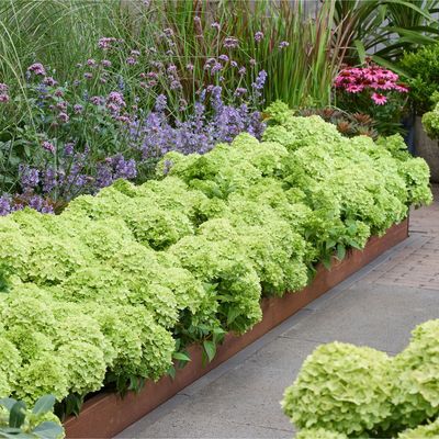 Groundcover hydrangeas are the perfect summer-autumn transition plant – they’re low-maintenance, beautiful and flower for months