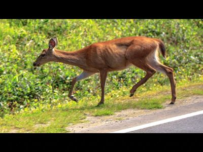 Why is Ohio spending $200,000 on refrigerated trailers for deer? The surprising plan could solve 3 growing problems at once