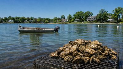 In 1998, HHPC launched a pollution-control plan for New York's Hempstead Harbor. 13 years later, its northern segment reopened to shellfishing after being closed for more than 40 years