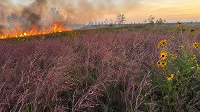 In 2018, Natasha Whetzel helped burn 20 acres at Delaware’s Hurley Tract to restore habitat. 10 weeks later, native purple love grass had spread extensively, transforming the site into habitats for birds and pollinators