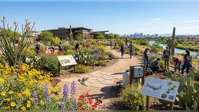 In 2023, Arizona State University began planning a 1-2-acre pollinator garden by Phoenix’s Salt River. Today, the project aims to restore habitat and support pollinators