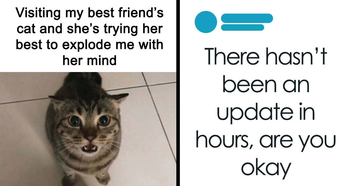 cat-memes-that-might-just-make-sense-to-every-animal