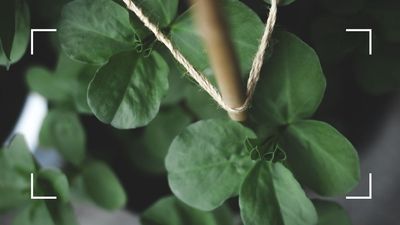 Struggling with floppy, top-heavy plants? This twine trick will help you support even the tallest plants